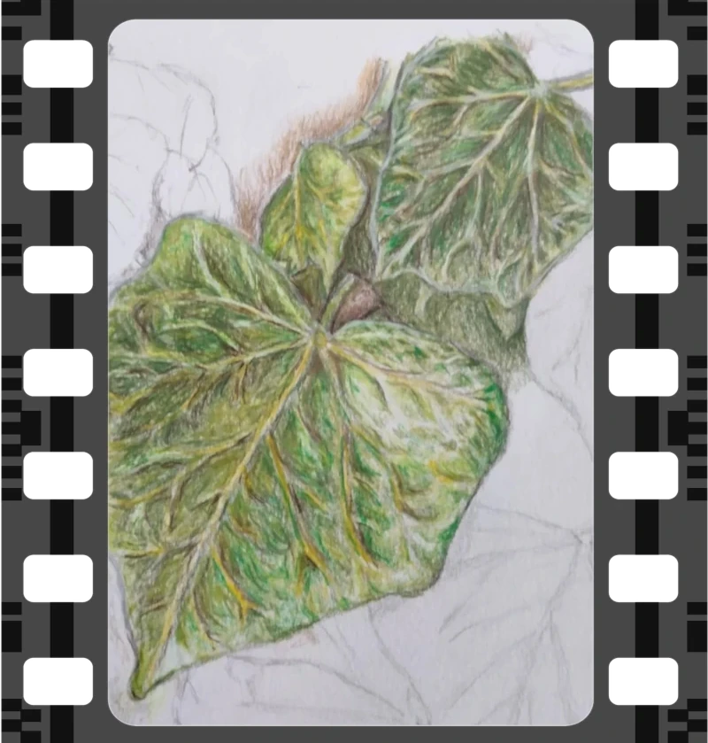 Ivy leaves illustration
