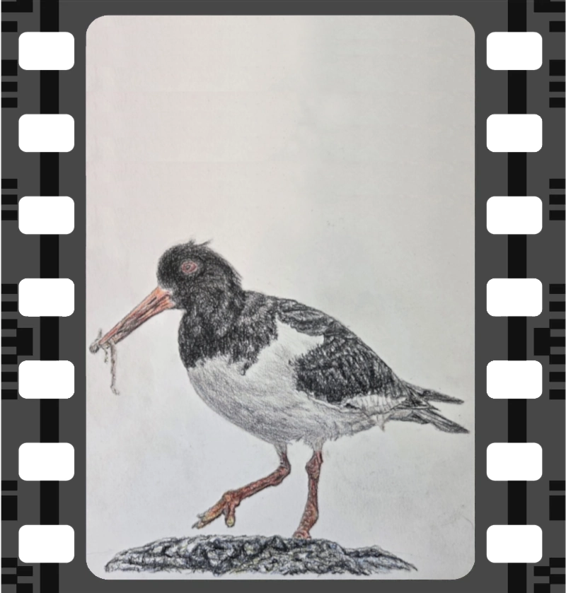 Oystercatcher holding worm in it's beak illustration
