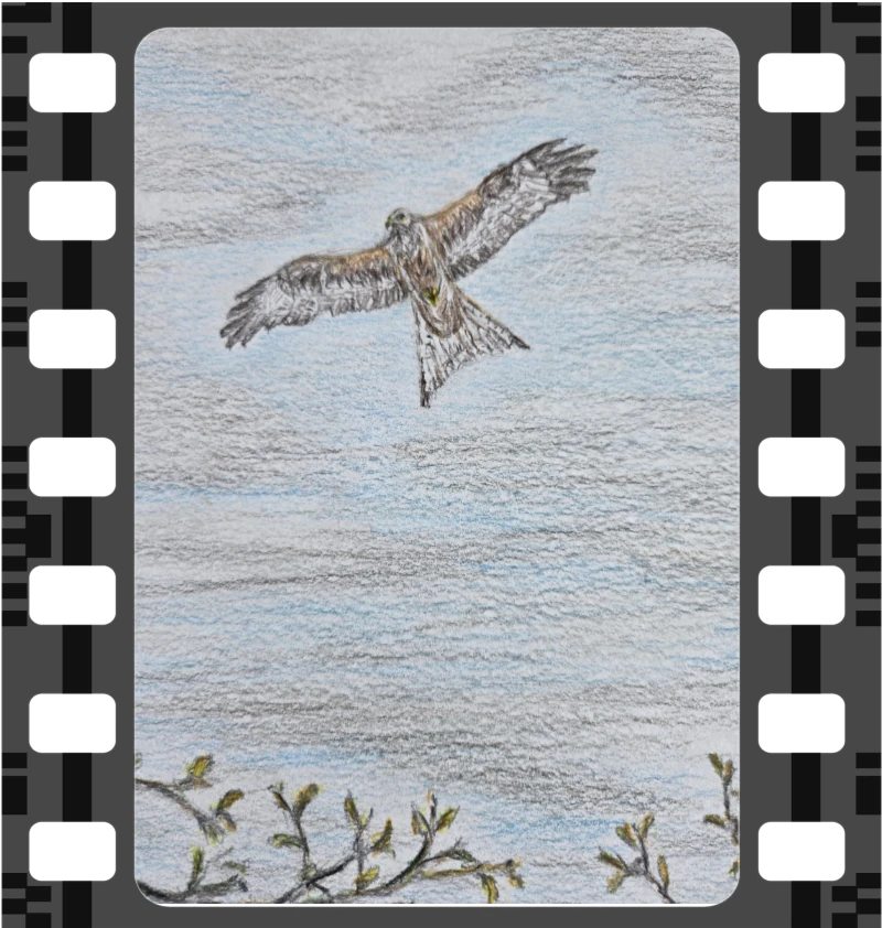 Red kite bird of prey in flight