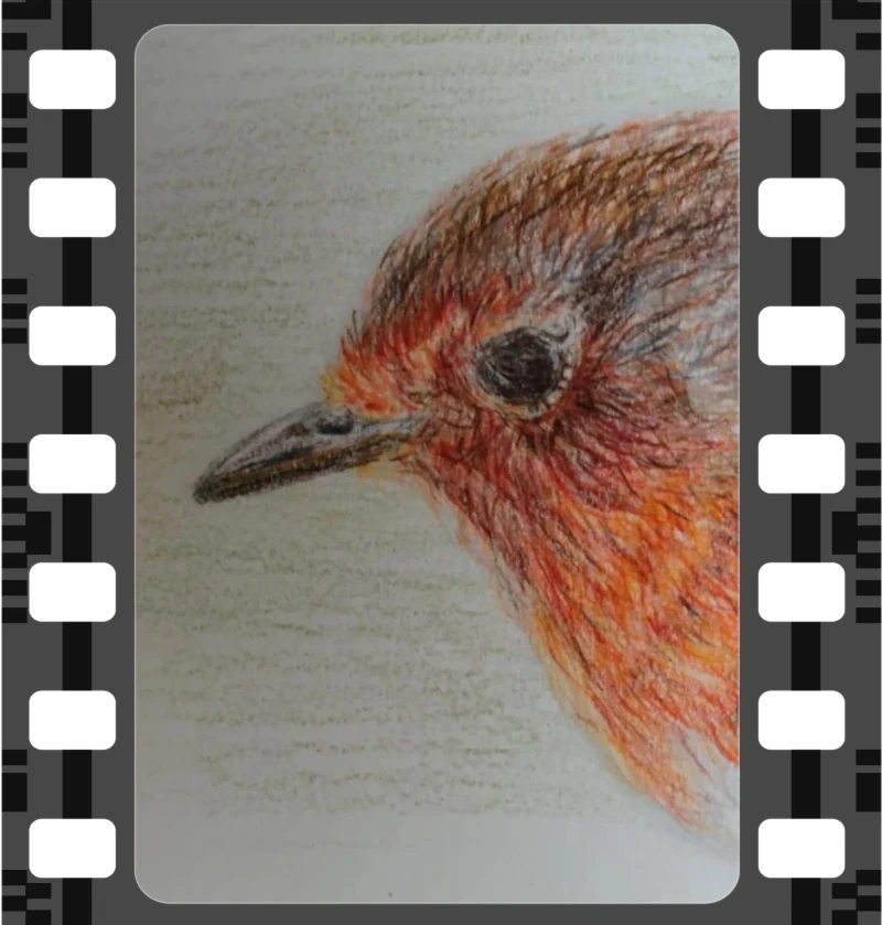 Robin close up illustration