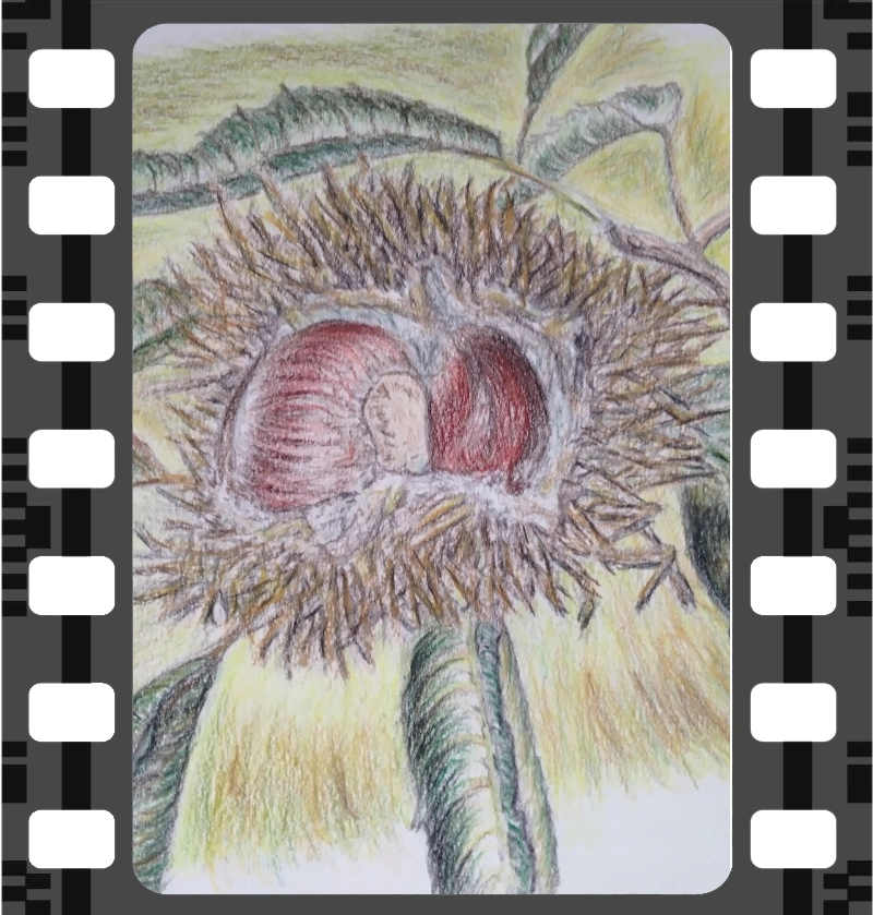 Sweet chestnuts inside husk illustration