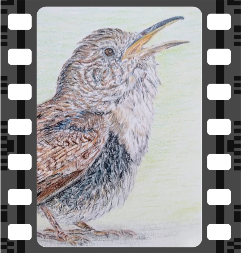 Wren illustration