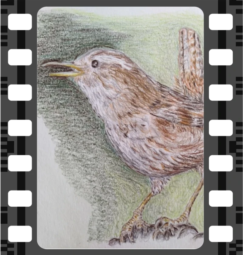 Wren illustration